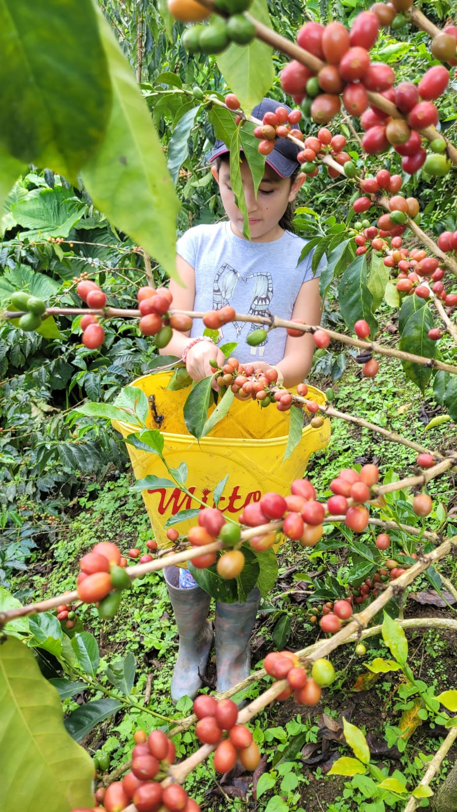 Wilfredo Ule - NATURAL  [BOURBON ROSADO]