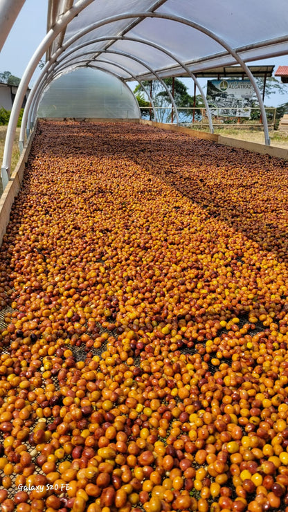 Wilfredo Ule - NATURAL  [BOURBON ROSADO]