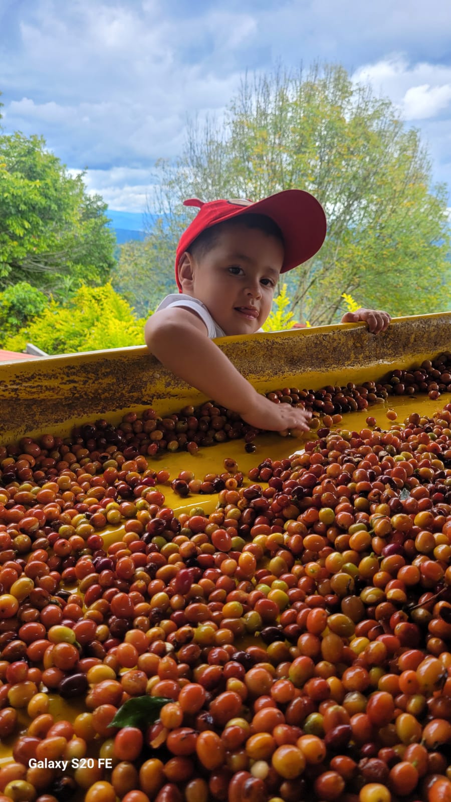 Wilfredo Ule - NATURAL  [BOURBON ROSADO]