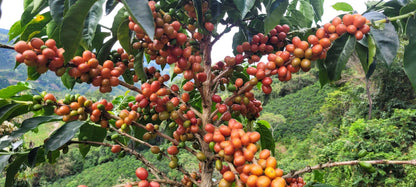 Wilfredo Ule - NATURAL  [BOURBON ROSADO]