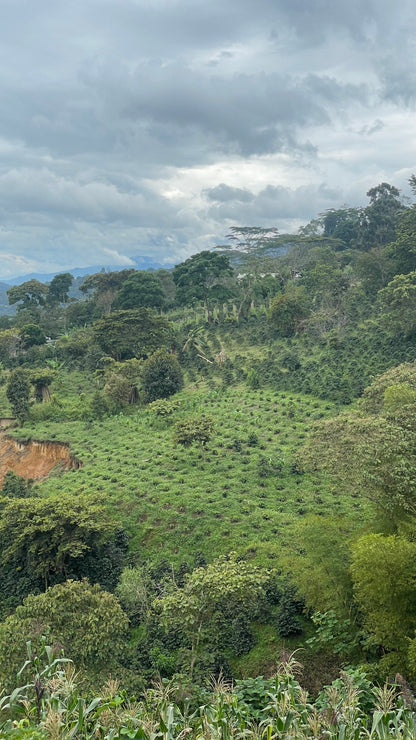 EL QUEBRADÓN AA  [BLEND]