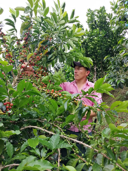 José Manuel Cantillo [GEISHA]